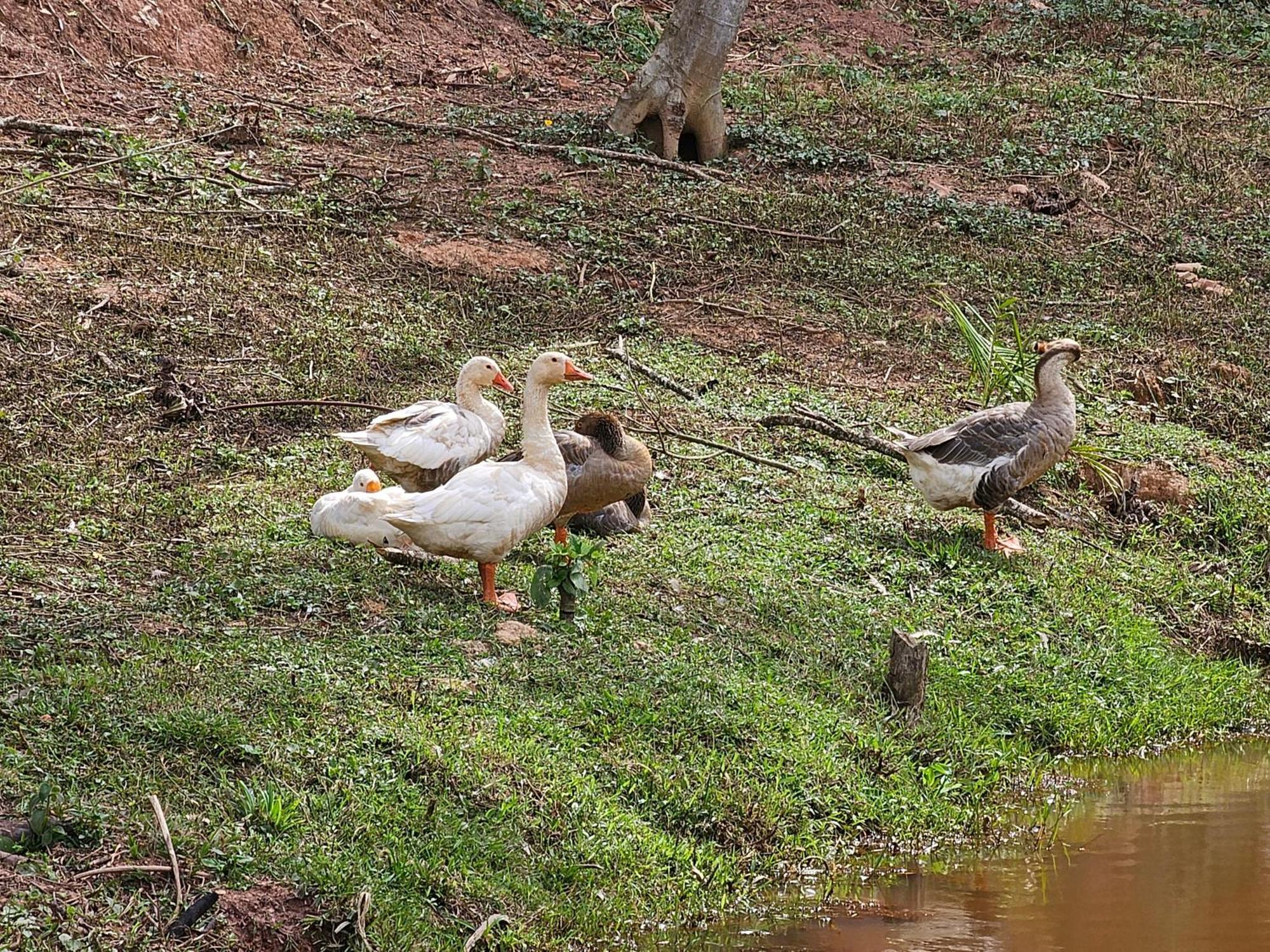 Sitio Reis Membeca Paraíba do Sul Zewnętrze zdjęcie