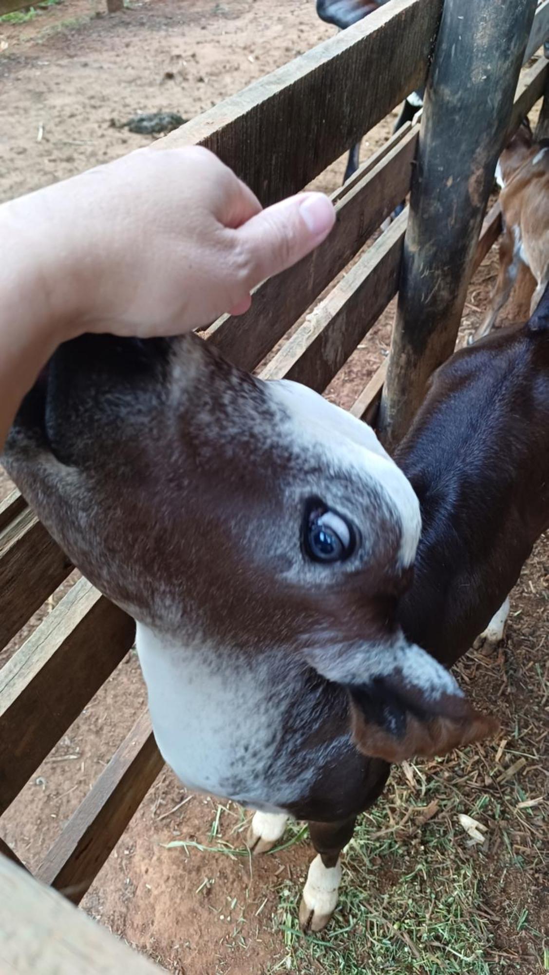 Sitio Reis Membeca Paraíba do Sul Zewnętrze zdjęcie